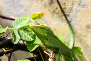 Bronchocela cristatella. Green crested chameleon