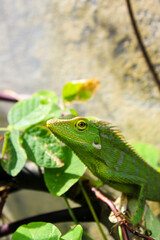 Bronchocela cristatella. Green crested chameleon