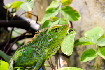 Bronchocela cristatella. Green crested chameleon