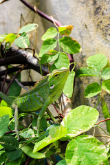 Bronchocela cristatella. Green crested chameleon