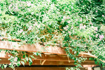 公園でチューリップや桜を撮る