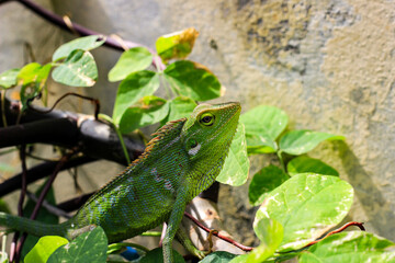 Bronchocela cristatella. Green crested chameleon
