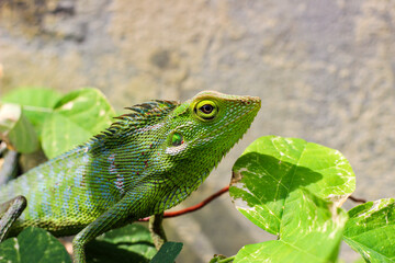 Bronchocela cristatella. Green crested chameleon