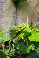 Bronchocela cristatella. Green crested chameleon