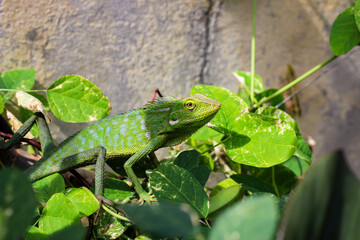 Bronchocela cristatella. Green crested chameleon