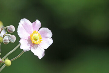 Japanese anemone flowers in summer	