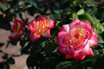 花の女王