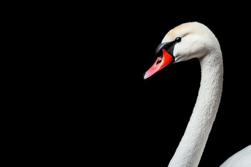 Fototapeta premium Elegant white swan with a striking red beak against a black background, showcasing its graceful neck and serene presence in a minimalist style