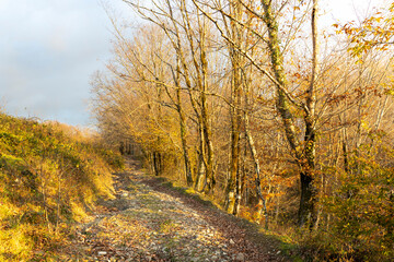 Fototapeta premium Path through a forest with trees in autumn