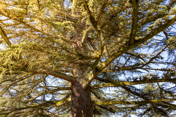 Tree with green leaves and brown bark