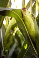 Obraz premium Sun rays breaking through green leaves of corn growing in a corn field against a blue sky, agricultural crop, corn cobs. Field Rural farm. Green 