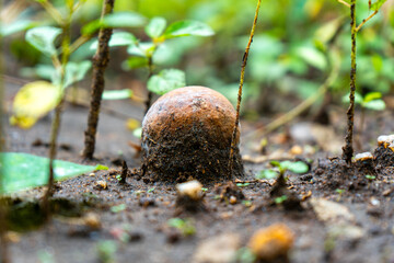 Decaying Fruit Partially Buried in Soil with Emerging Plants