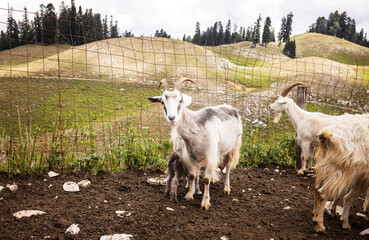 many goats in nature on a summer day among a large herd of goats
