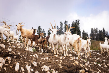 many goats in nature on a summer day among a large herd of goats