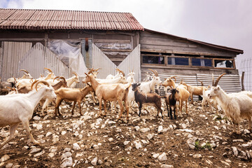 many goats in nature on a summer day among a large herd of goats