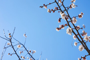 Plum blossoms herald the sound of spring. Plum blossoms in the park under clear weather. Flowering