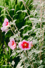 Vibrant pink flowers bloom among lush green foliage in a sunny garden during early summer