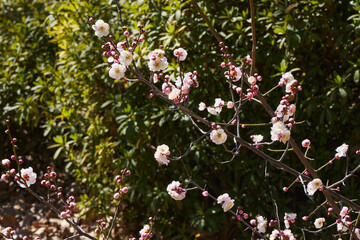 Plum blossoms herald the sound of spring. Plum blossoms in the park under clear weather. Flowering