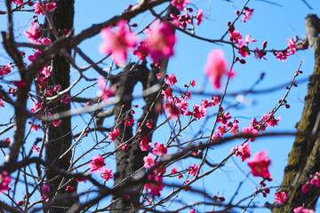 Plum blossoms herald the sound of spring. Plum blossoms in the park under clear weather. Flowering