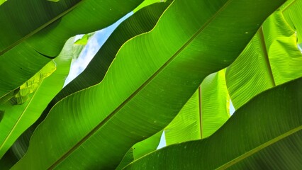 green leaf texture wallpaper