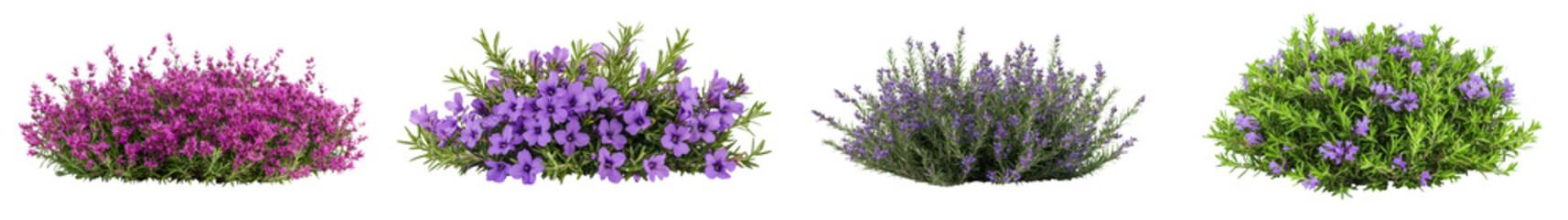 Fototapeta premium Lush and Fragrant Lavender Landscape Colorful Purple Flower Beds Blooming in a Serene Tranquil Garden Setting Stunning Floral Background for Nature Botanical or Interior Design Concepts