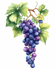 Obraz premium A watercolor painting of grapes on the vine, with green leaves and purple berries