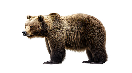 Obraz premium bear transparent background png