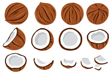Coconut and half coconut with leaves isolated on white background. Cartoon vector illustration of flat coconut icon isolated on white background.