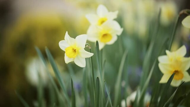 Yellow white blooming easter daffodil flowers, spring forward, springtime floral background