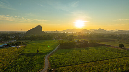 Obraz premium A peaceful top view of a vast sunflower field. Tourists gradually come to see the beauty of the sunflower field to capture the beautiful atmosphere. The sunflowers are in full bloom in the field.