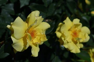 Obraz premium 花の女王