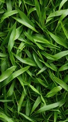 Fototapeta premium Freshly cut grass showcases a rich green texture perfect for natural backgrounds. The vibrant blades create a lively atmosphere with ample space for text or design overlays