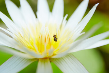 Close-up of white lotus with small bee in the pollen