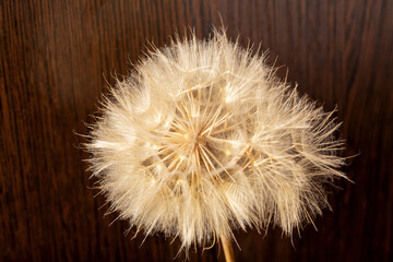 Close-up of a dry dandelion on brown wooden background. Concept of life and old age