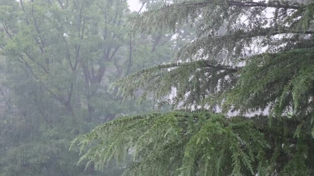 激しく降る雨とヒマラヤスギの枝先(アップ)