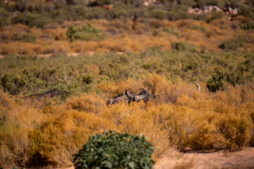 Strength and resilience in the heart of the savanna
