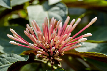 Close-up view of Starburst bush flower
