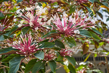 Starburst bush flower background