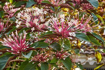 Starburst bush flower background
