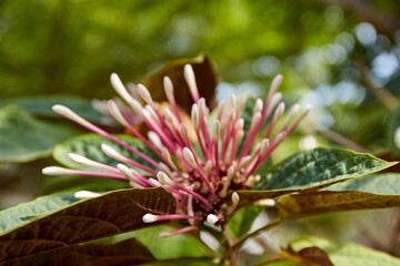 Close-up view of Starburst bush flower
