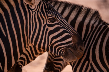 Each stripe is unique just like a fingerprint