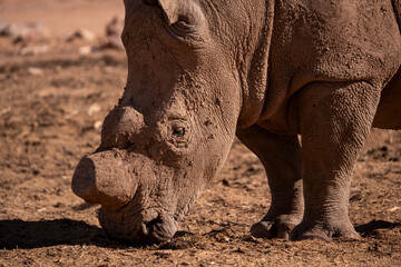 Obraz premium The rhino’s silhouette against the golden barren African horizon