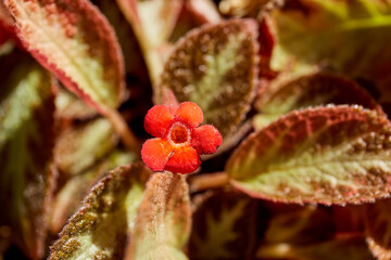 Episcia cupreata or Flame Violet in the garden on moring time