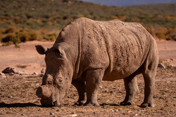 Obraz premium A rhino making its way across the arid plains