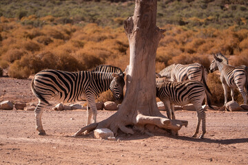 Nature’s black and white masterpiece
