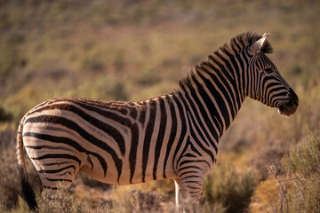Nature’s contrasting beauty, zebras in their element