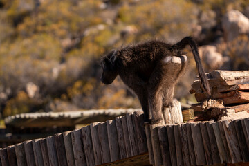 Baboons, agile and strong, adapting to the rhythms of the wild