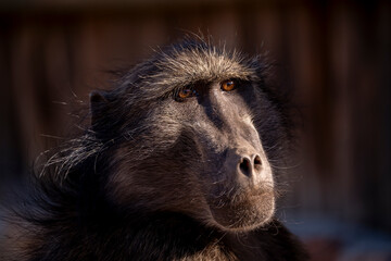 Baboons, ever watchful, guarding their territory in the wild
