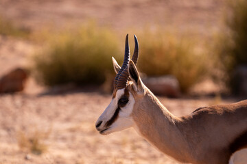 A fleeting moment of beauty in the open plains