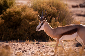 The speed and elegance of Africa’s Thompson’s gazelle